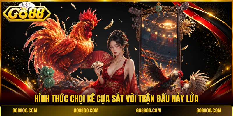 Hình thức chọi kê cựa sắt với trận đấu nảy lửa