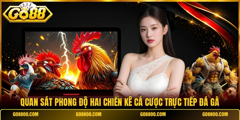 Quan sát phong độ hai chiến kê cá cược trực tiếp đá gà